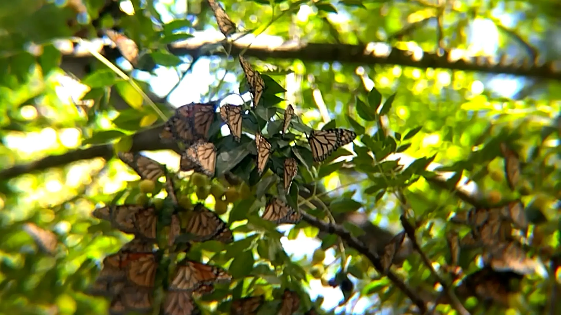 mariposa ok